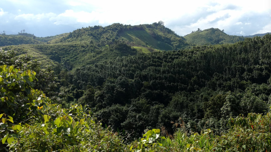 KRSEA-Chinese-rubber-plantation-on-village-land