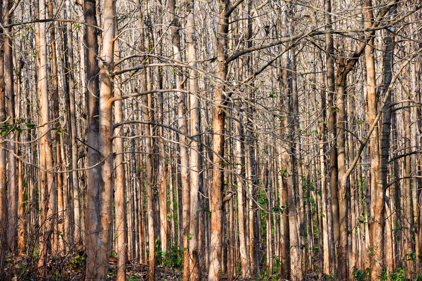 Para rubber plantation in Laos at summer season