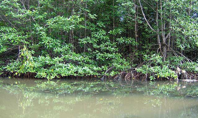 Mangrove in Cần Giờ Biosphere Reserve