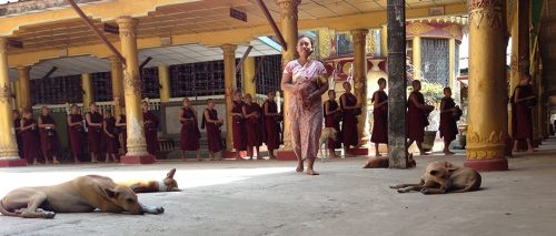 Myanmar_temple_dogs