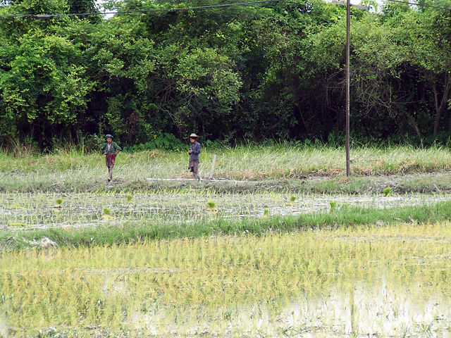 Rice paddy Chin State Myanmar