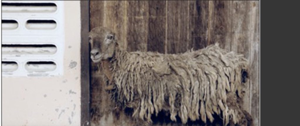Sheep (2017-2018) by Samak Kosem