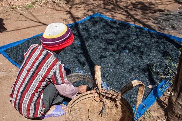 At the village of Lat, Vietnam, a woman works in coffee bean drying