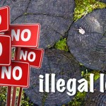 illegal_logging