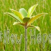new_hope_mangroves