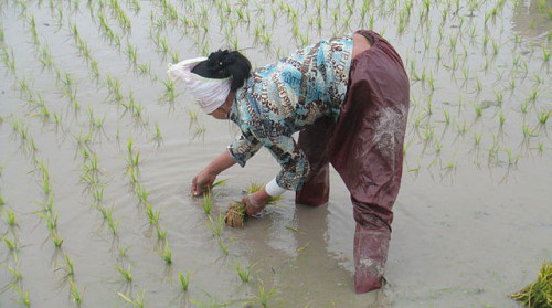 Planting rice in Vietnam