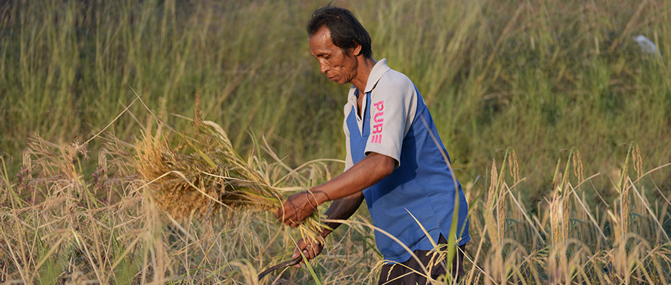 Rice farmer from Ubon Ratchathani, Thailand